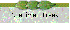 Specimen Trees
