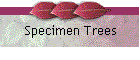 Specimen Trees