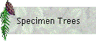 Specimen Trees